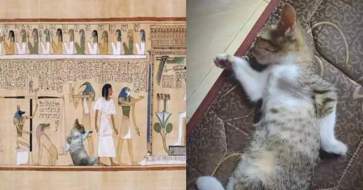 貓貓擺「貓爪一前一後」神奇睡姿 完美復刻埃及壁畫人物動作 網笑：法老轉世