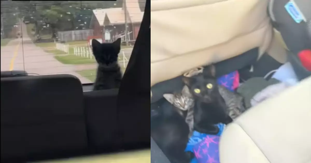 開車中驚見後照鏡「冒黑影」急煞  美國女揭整個「貓家庭」藏身車內