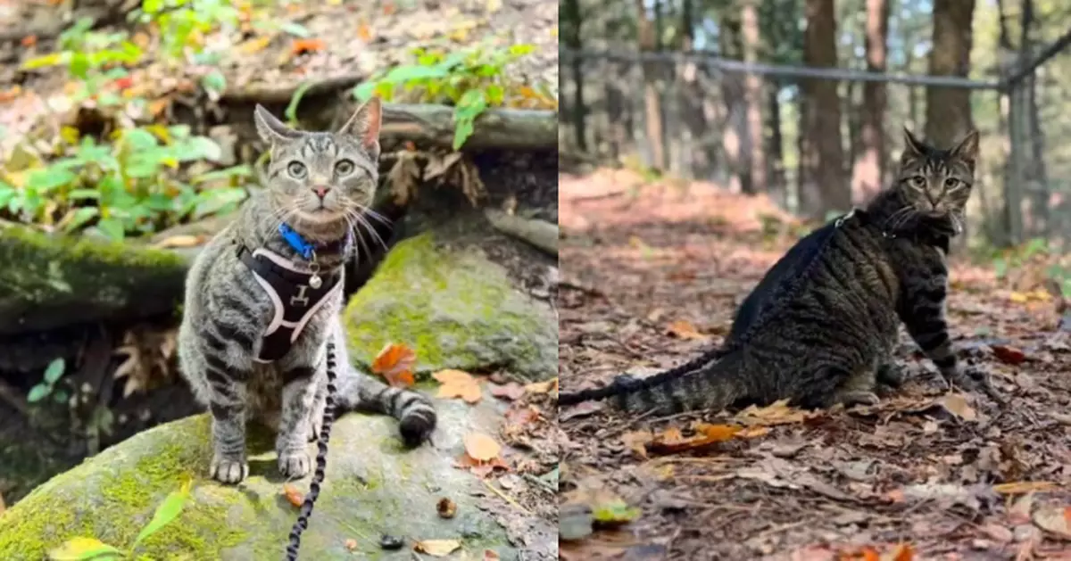 自駕公路旅行 美家庭離家160公里驚見寵物貓緊抓車頂跟隨驚訝又心疼