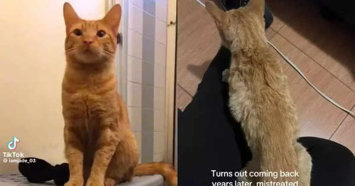 走失4年奇蹟返家！橘貓重病憔悴與主人重逢不久病逝令人心碎