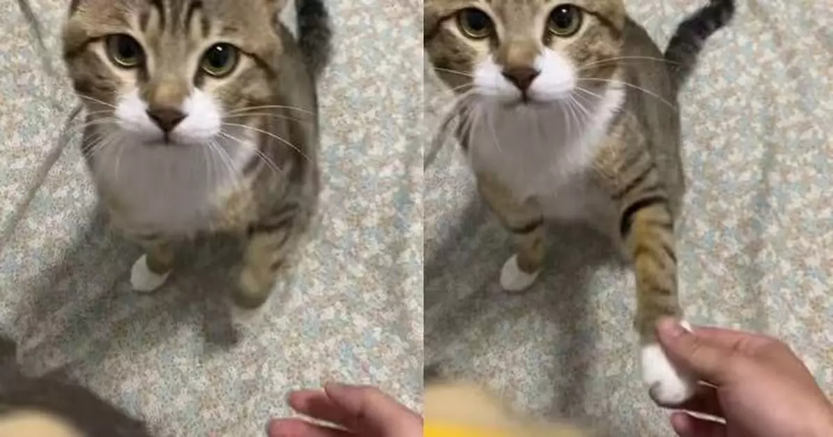 練兩次就學識「握手」 虎斑貓露自信表情求誇讚萌翻網民