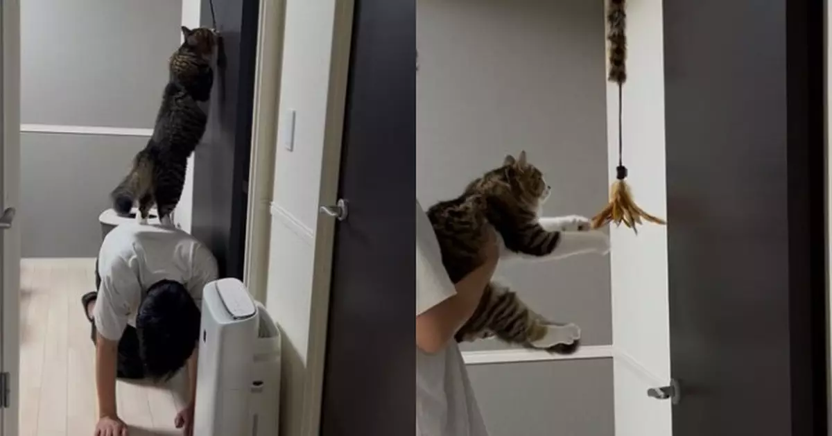 為讓貓主玩到掛門逗貓棒 貓奴才雙膝跪地當「人肉踏腳墊」滑稽又有愛