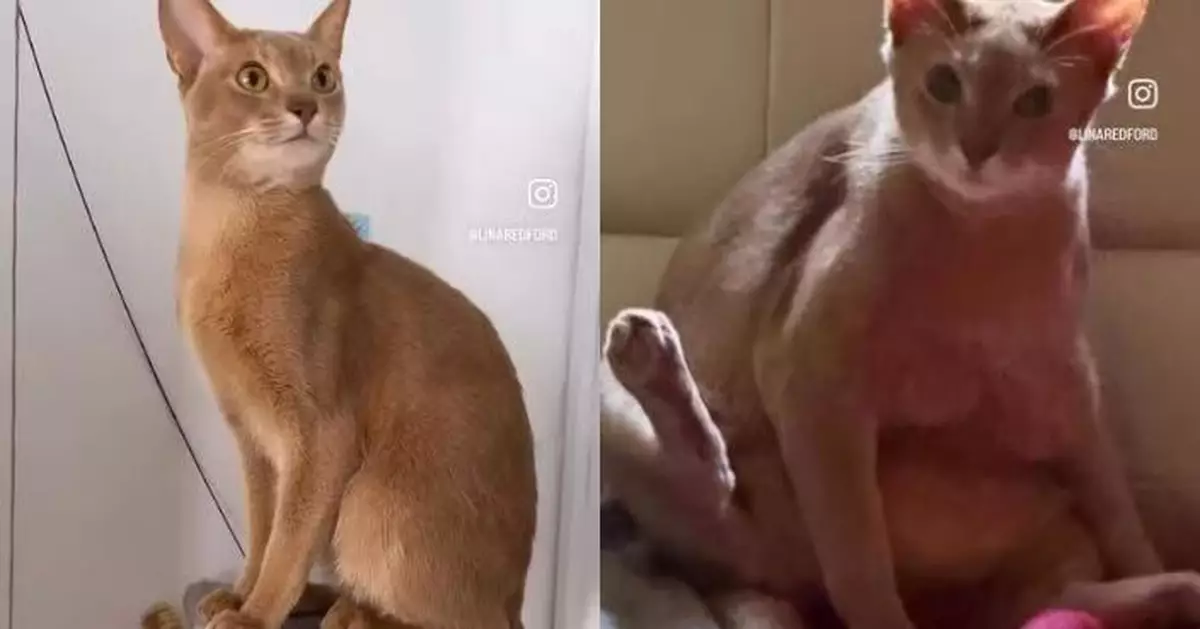 女藝術家外出託母照顧寵物貓 1個月後驚見愛貓肥脹相片以為AI製圖