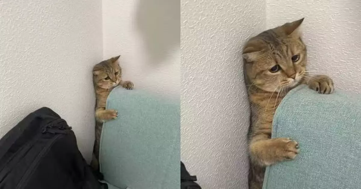 肚腩變大卡梳化與牆壁狹縫 肥貓露哀怨神情求助萌翻網民