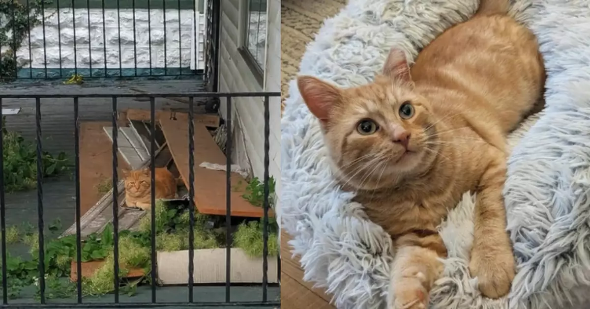 獲好心人投餵日日現身窗外觀察 兇悍流浪橘貓數月後主動入屋求收編