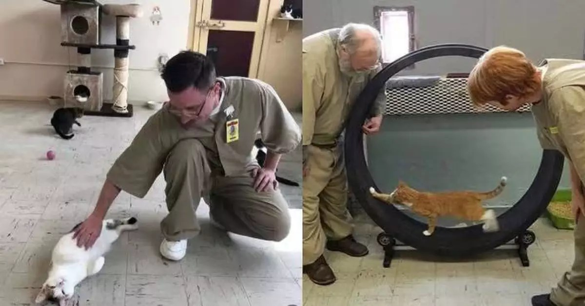 美監獄讓流浪貓入監房 囚犯照料中紓緩焦慮與孤獨感