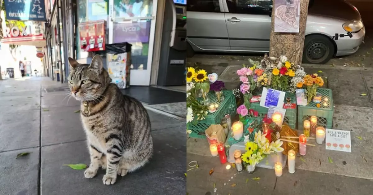 三藩市9歲人氣店貓遭自動駕駛的士撞斃 居民悲痛哀悼 譴責涉事call車公司