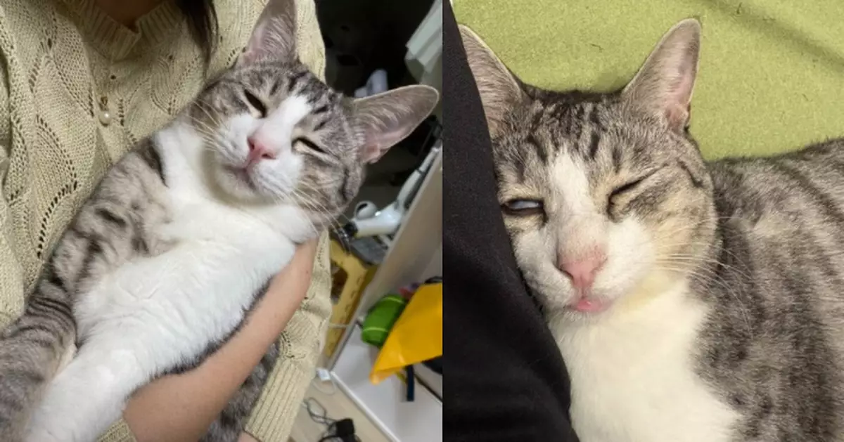 窩飼主身旁熟睡 貓皇翻白眼吐舌似話「別吵」 滑稽模樣可愛又搞笑！