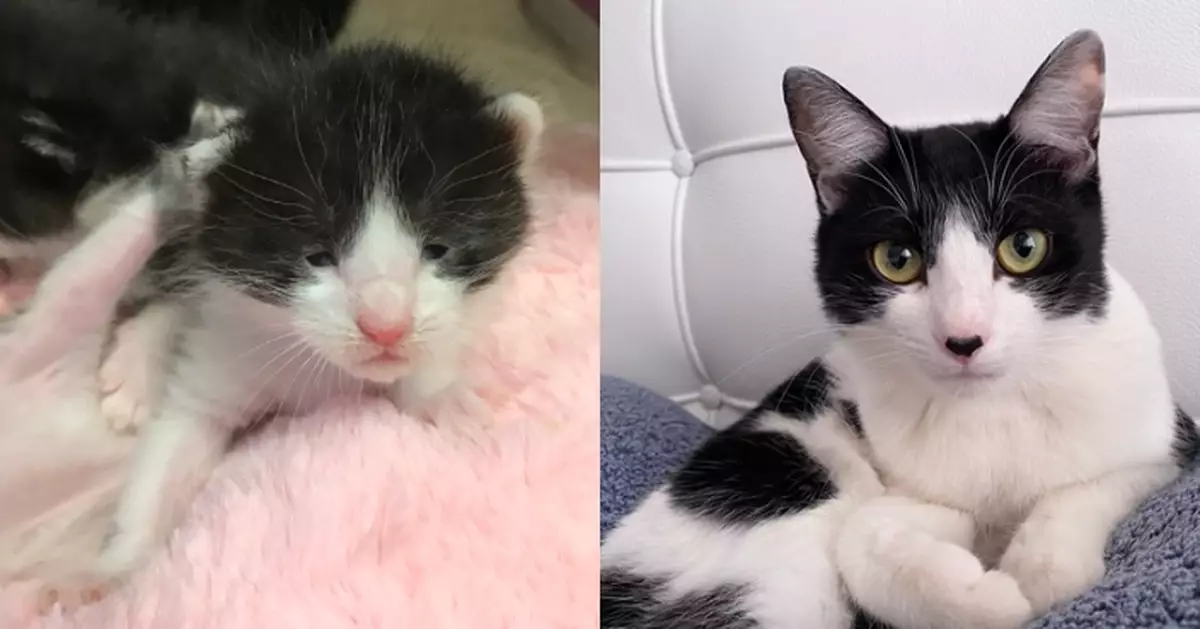 日歌手曬愛貓成長照 黑豆大細眼變水汪汪大眼引網笑：貓大十八變！