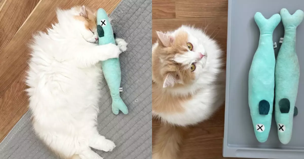 摺耳貓疑察覺心愛公仔將被丟掉 睡夢中緊抱不放 網民力勸：拜託別丟！