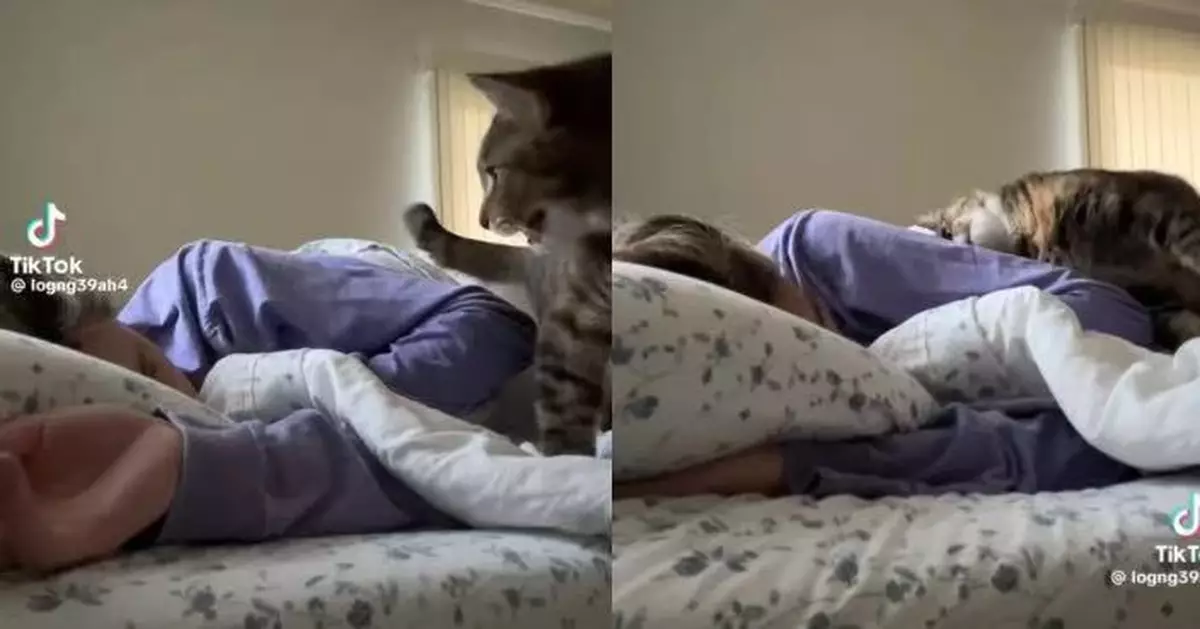 最甜蜜負擔！虎斑貓定時現身床上「蹭臉舔手」溫柔攻勢喚醒飼主