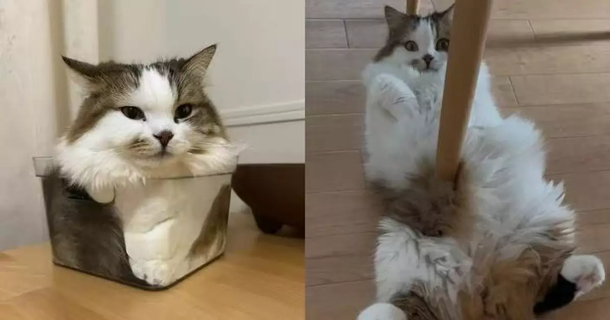 蓬鬆毛髮惹誤會！萌貓四腳朝天躺桌邊地上似遭桌腳刺穿身體