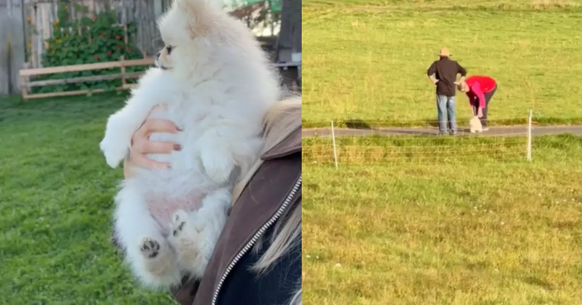 看見飼主父母秒變心！博美犬掙脫主人懷抱狂奔撲入二老懷中