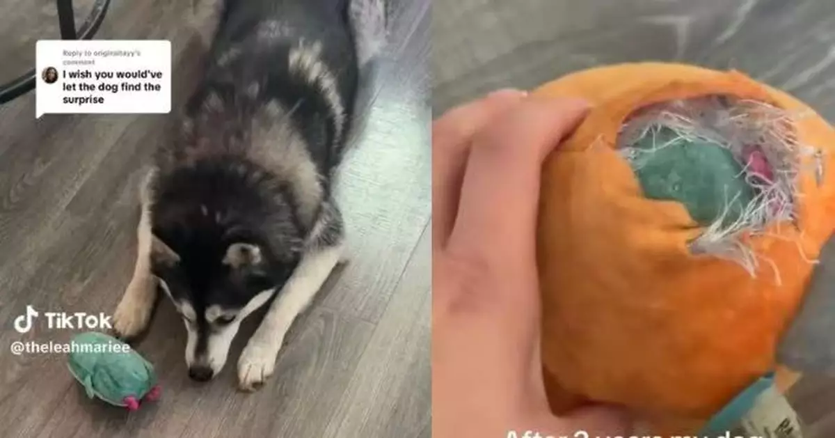 哈士奇犬咬爛海豹公仔 飼主始發現內藏「1驚喜」 網民大讚設計巧妙