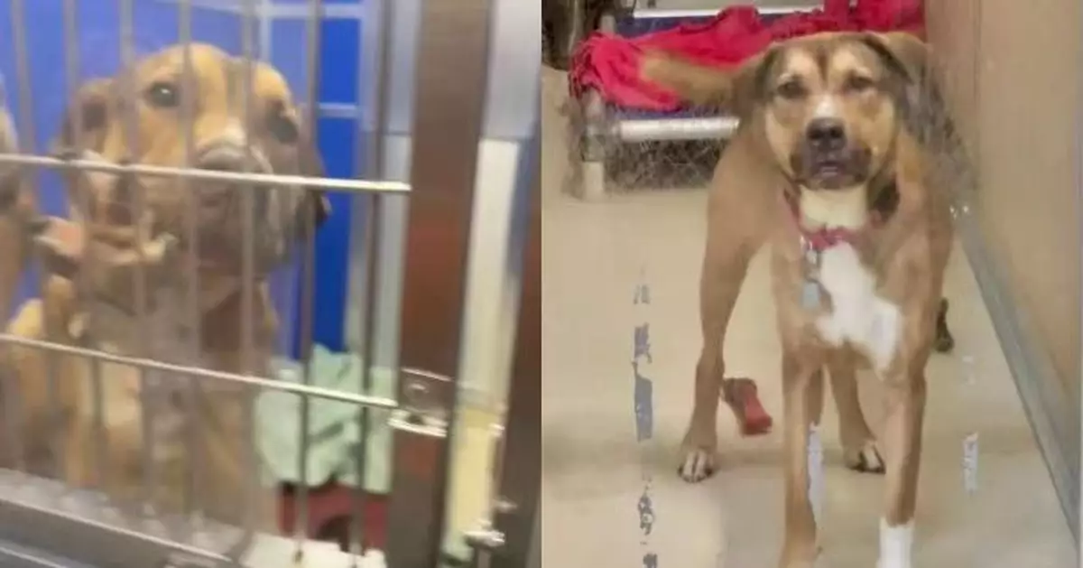 24小時內將被安樂死 收容所狗狗緊貼鐵欄求生幸獲義工即時救出