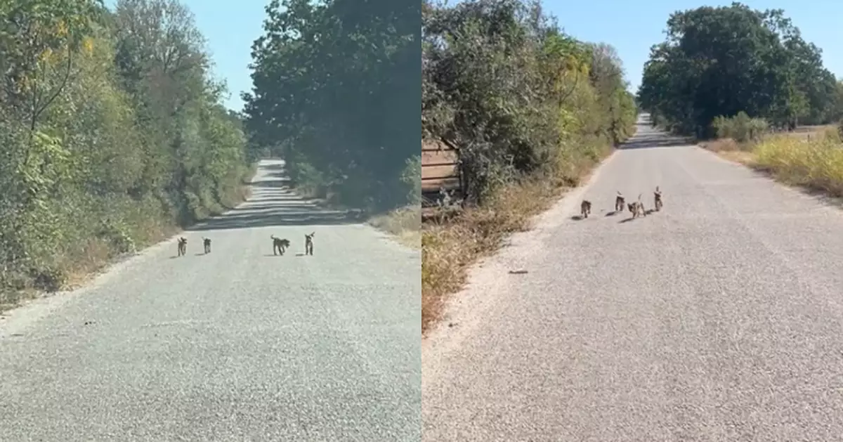 駕車遭4瘦弱流浪犬攔路「求救」 美國女助尋主人得知心碎真相 幸暖心收場