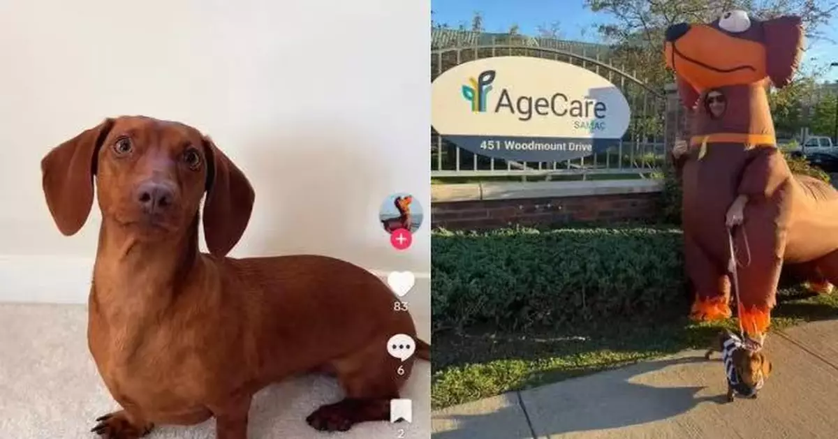 飼主著「巨型臘腸犬充氣服」牽臘腸犬散步 狗牽狗逗趣畫面爆紅社區