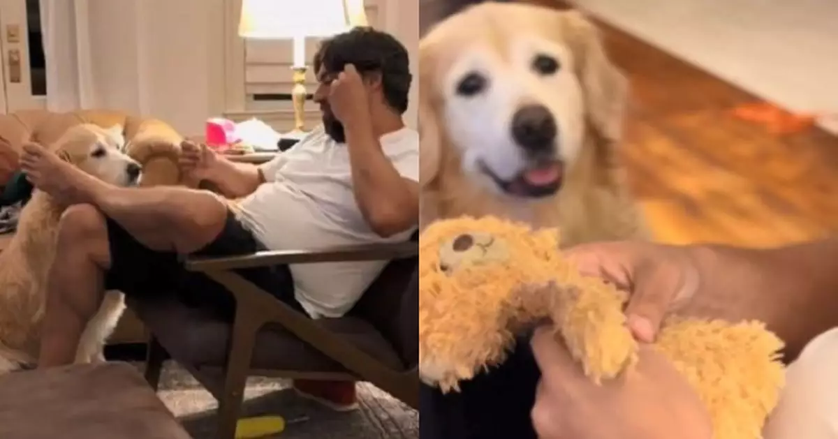 心愛泰迪熊公仔接受「縫補手術」 黃金獵犬全程憂心守候見修好開心燦笑