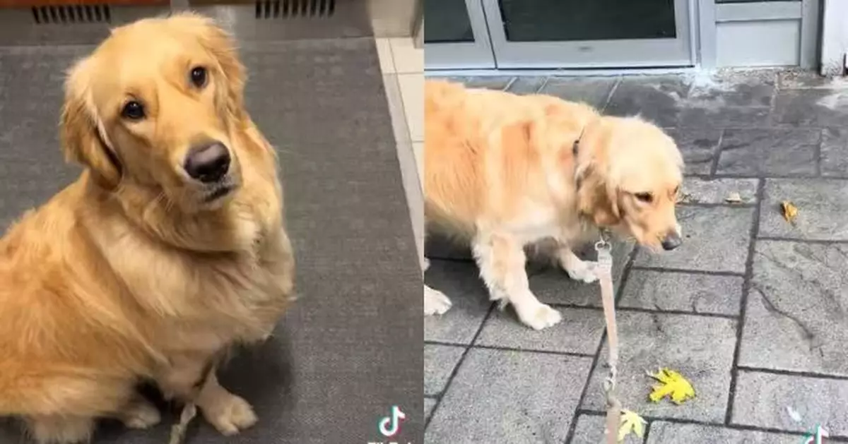 以為去散步興奮衝出門 黃金獵犬見1物得知要沖涼 瞬間黑面拒前行