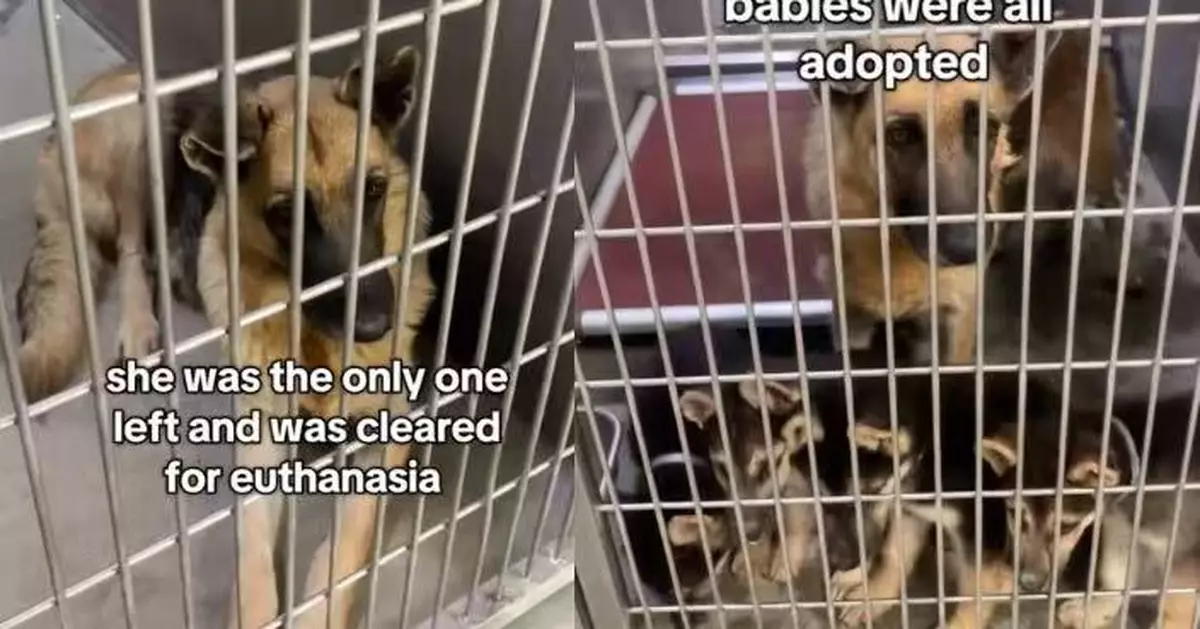 4隻狗寶相繼被領養 6歲狗媽孤單留收容所陷抑鬱險遭安樂死 幸暖心收場