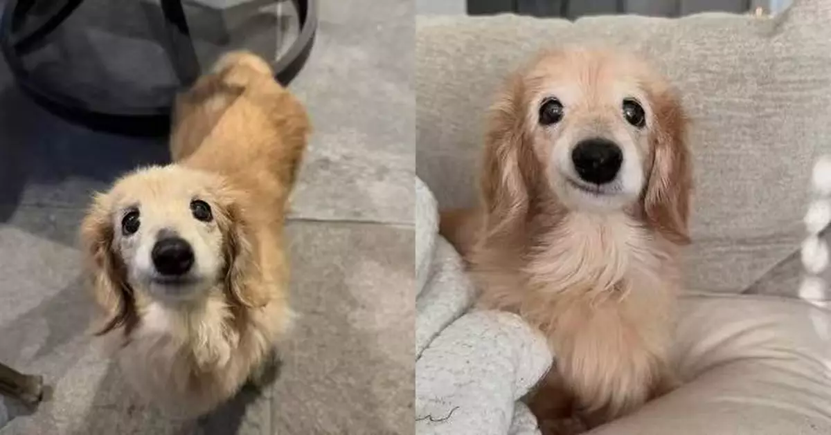 憑「歪嘴笑」萌爆網絡 美臘腸犬治癒笑容遭質疑AI生成 飼主揭背後真相