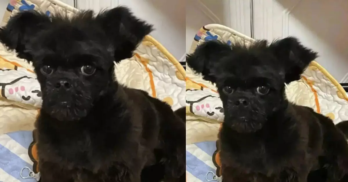 網購黑貴賓犬越養越「奇怪」 女飼主帶去檢查竟被告知其實是米克斯犬