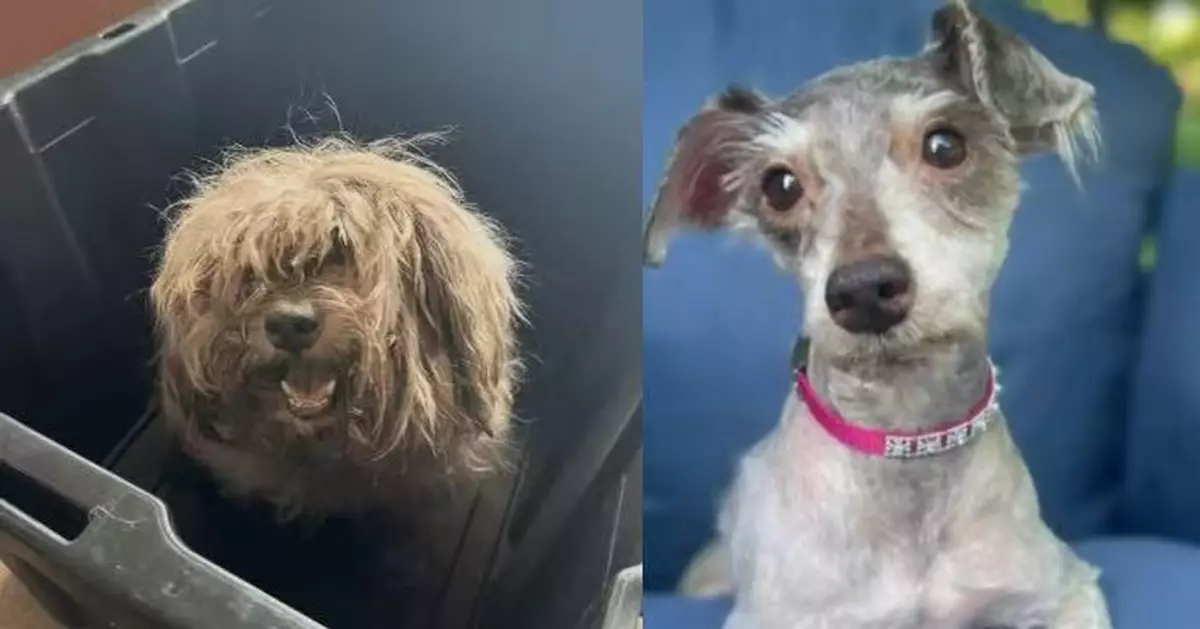 滿身惡臭毛髮打結 可憐流浪犬獲獸醫救助剃毛 真身竟係純種雪納瑞
