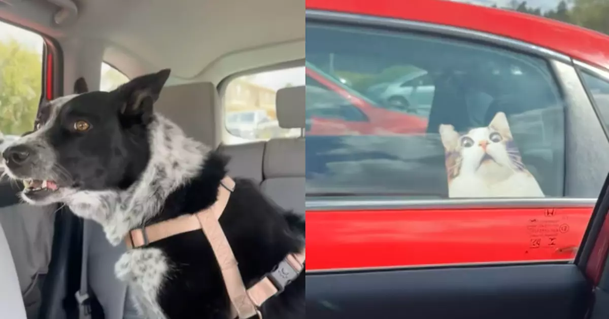 將臨車逼真貓貼紙認成「真貓」 邊牧搭車隔窗狂吠不止惹飼主爆笑