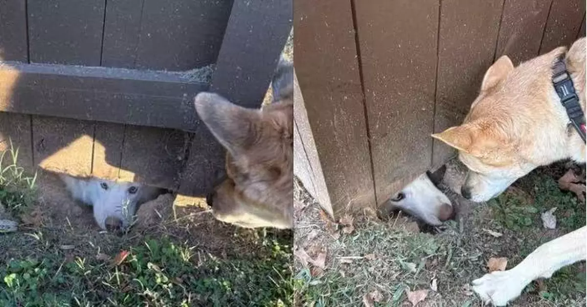 哈士奇犬圍欄下盡力「挖地道」探鼻與鄰居打招呼 網笑：再挖一下就通車