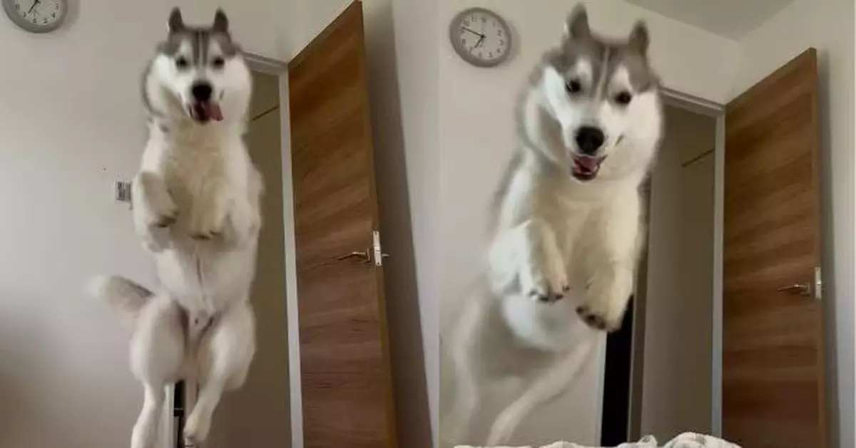 清晨準時化身鬧鐘重壓飼主腹部 哈士奇喚醒服務準時又敬業！