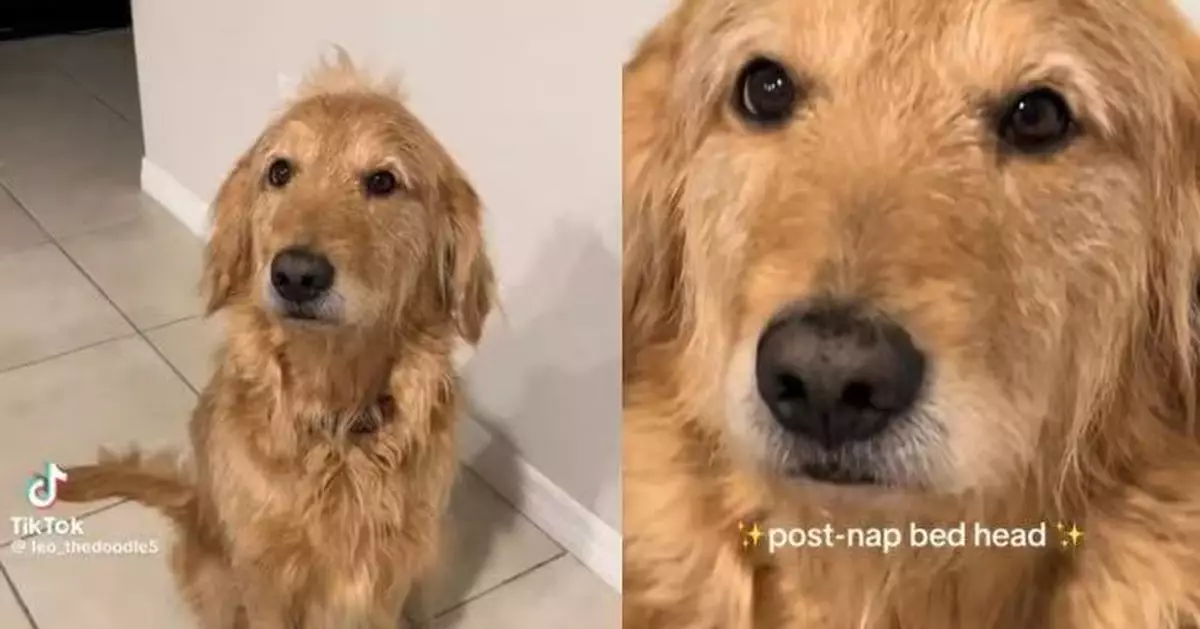 聞零食櫃門打開秒醒 黃金貴賓犬睡眼惺忪等投餵 呆萌模樣萌翻網民