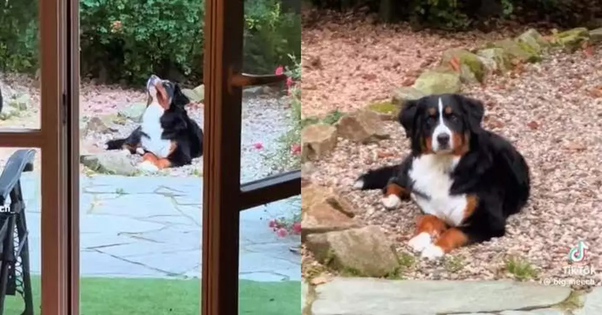 寵物犬狂盯天空不停晃頭 美國女抬頭見壯觀「候鳥遷徙」驚嘆不已