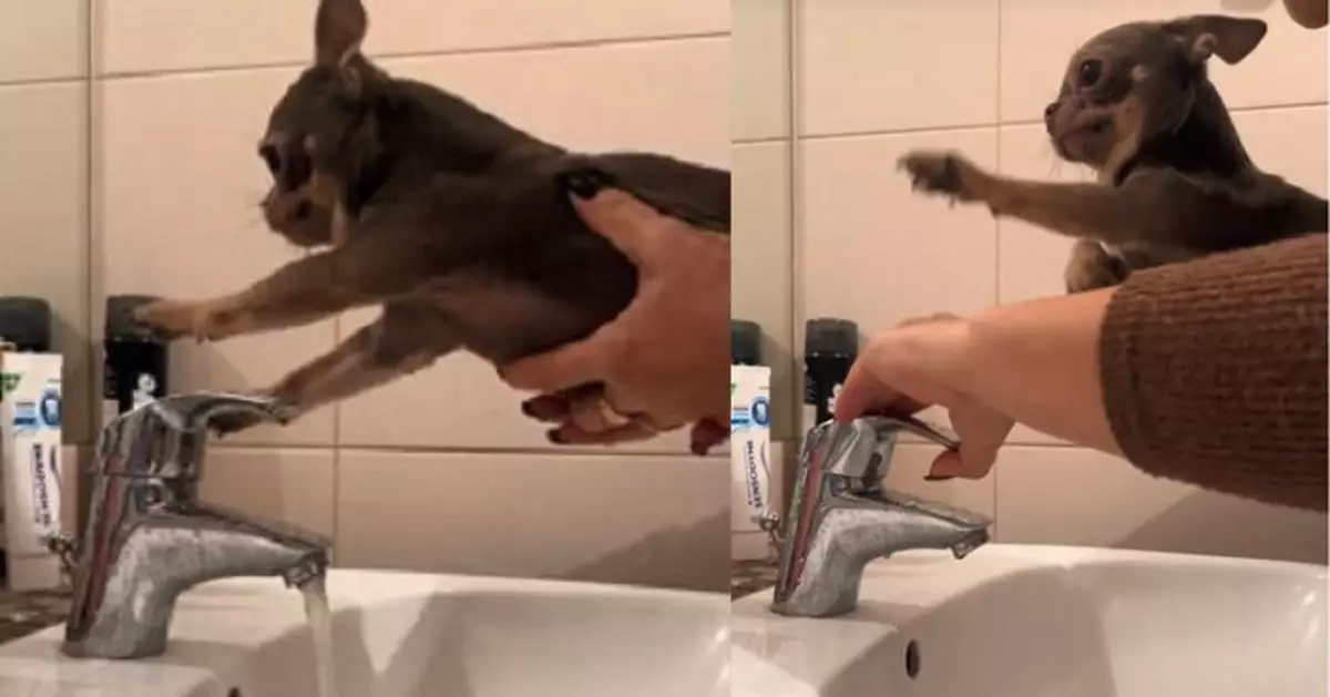 極唔鐘意沖涼 吉娃娃犬學識伸爪關水喉自救與飼主展開「攻防戰」