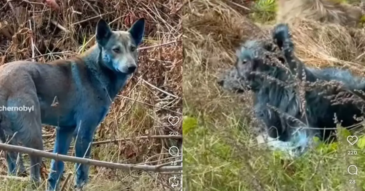 烏克蘭核電廠驚現「藍毛狗」 義工疑遭化學物污染真相成謎