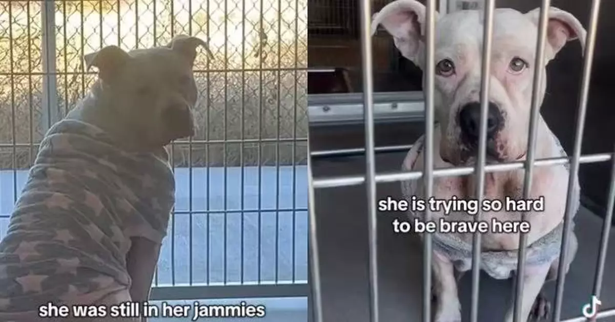 重度過敏狗狗遭棄養送收容所面臨安樂死 義工心碎求助盼尋溫暖歸宿