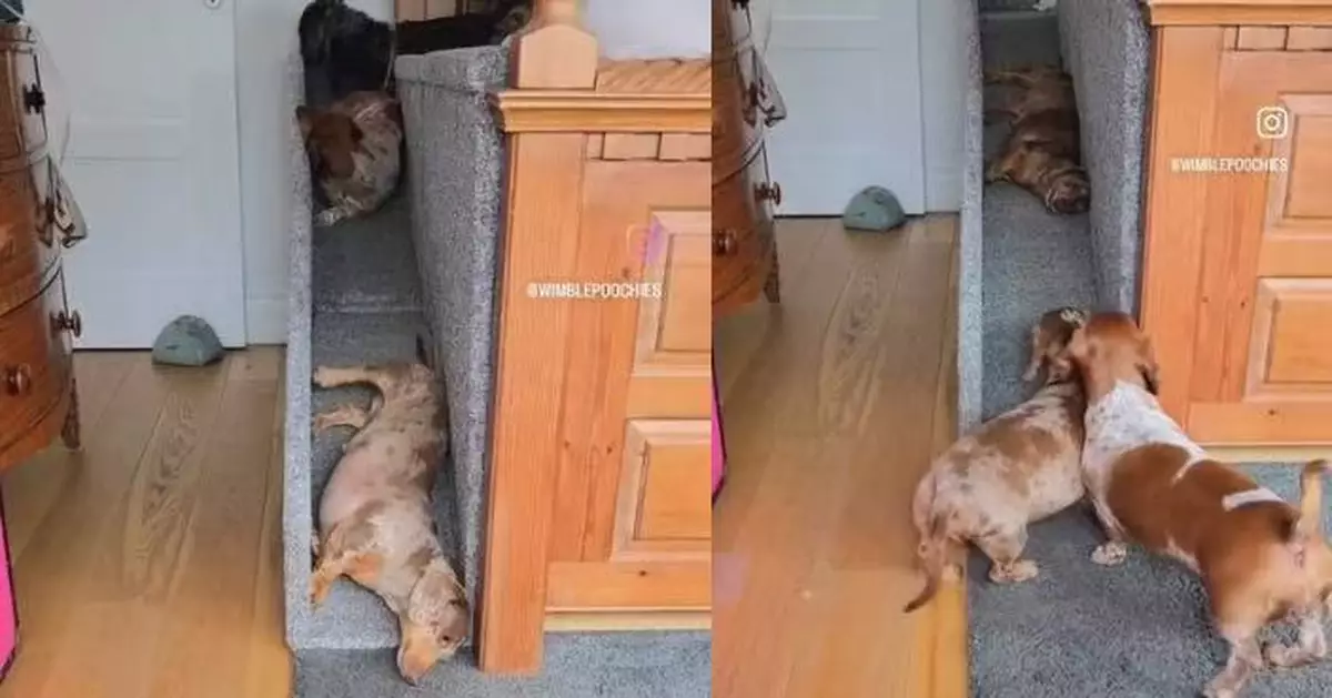 懶得行樓梯 3隻臘腸犬躺平滑行下樓令飼主哭笑不得