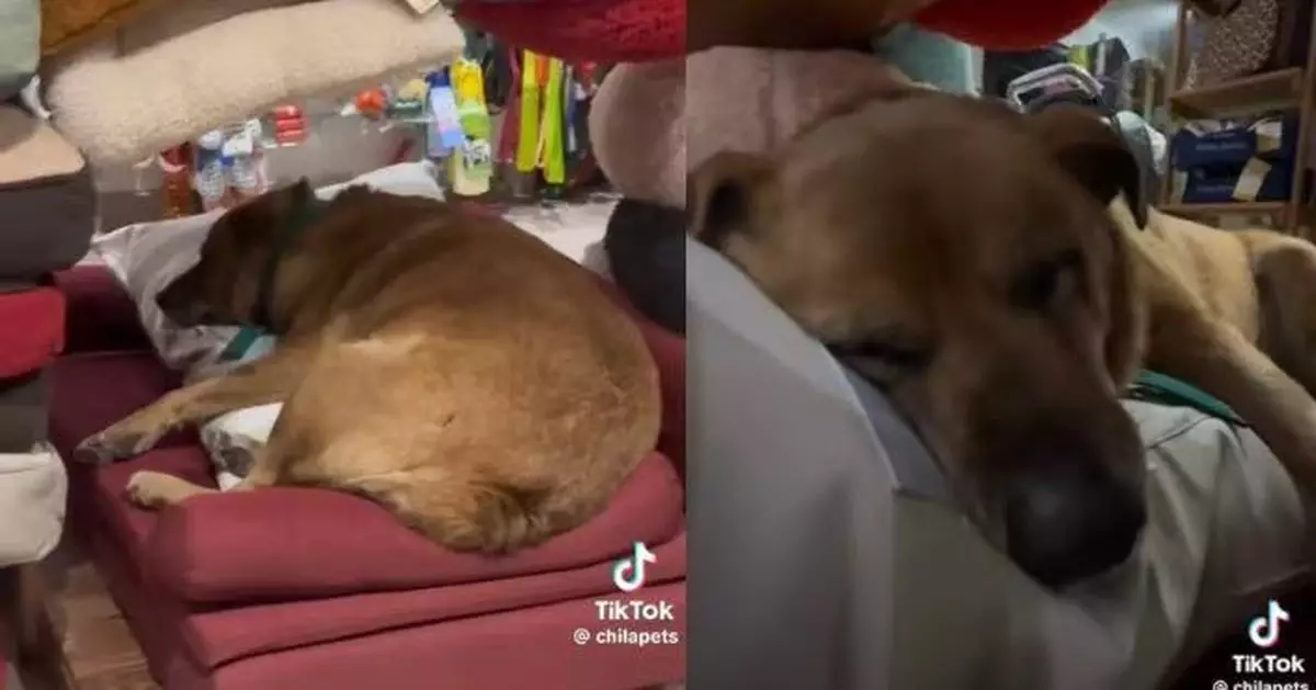 寵物店現「不速之客」 流浪犬躺展示寵物床上安然入睡 溫馨畫面曝光