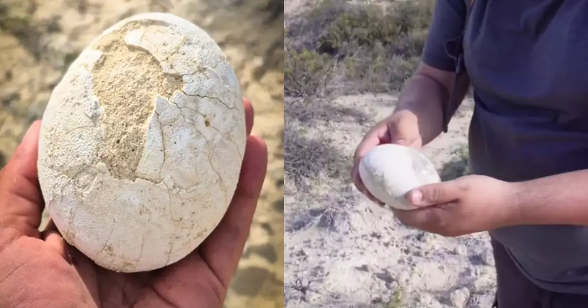 阿根廷出土7千萬年恐龍蛋 外殼保存完好似「水煮蛋」震撼考古界