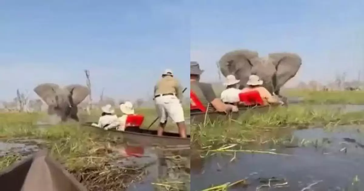 非洲暴怒公象撞翻觀光船 女遊客慘被象鼻壓水中險溺斃