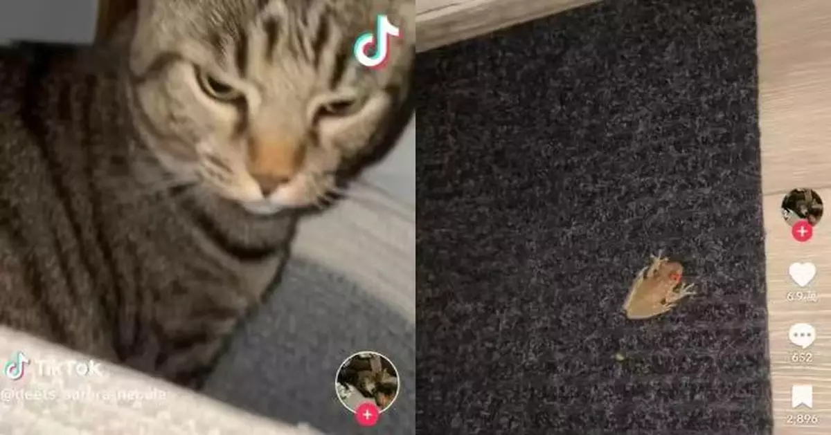 半夜驚聞「貓叫聲」！美國女起床找尋驚見青蛙仔「喵喵叫」？