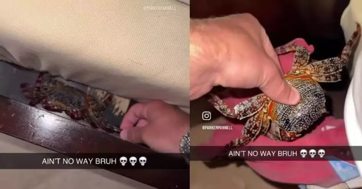 酒店床鋪突傳異響 男住客檢查驚見「牠」藏身床底 網笑：晚餐加菜了