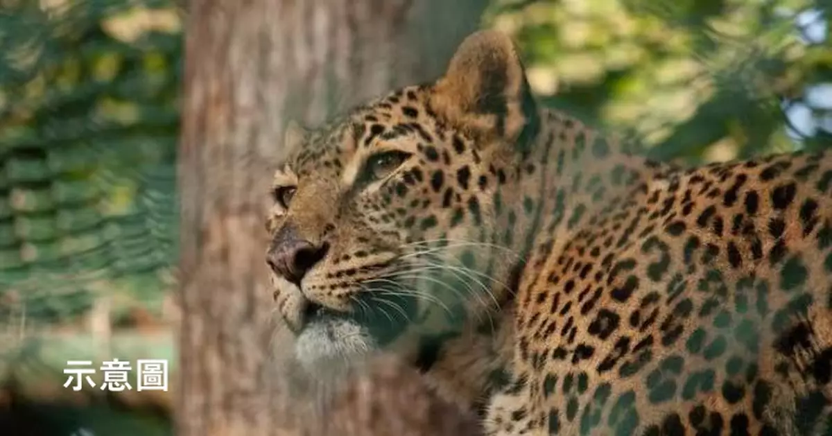 印尼酒店驚現花豹閒逛嚇壞住客 動保人員捕獲疑從動物園逃脫