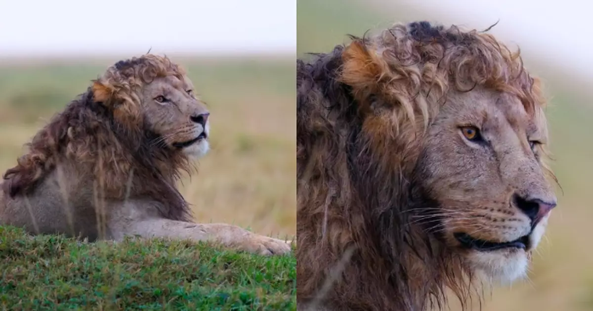 非洲「捲毛雄獅」爆紅全球 自然捲鬃毛似剛燙髮 獲讚：希臘男神降臨