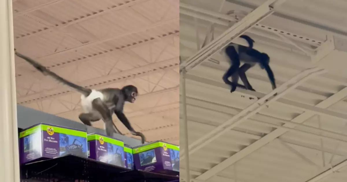 幼猴著尿片闖萬聖節商店貨架「盪鞦韆」 顧客誤會節慶整人活動