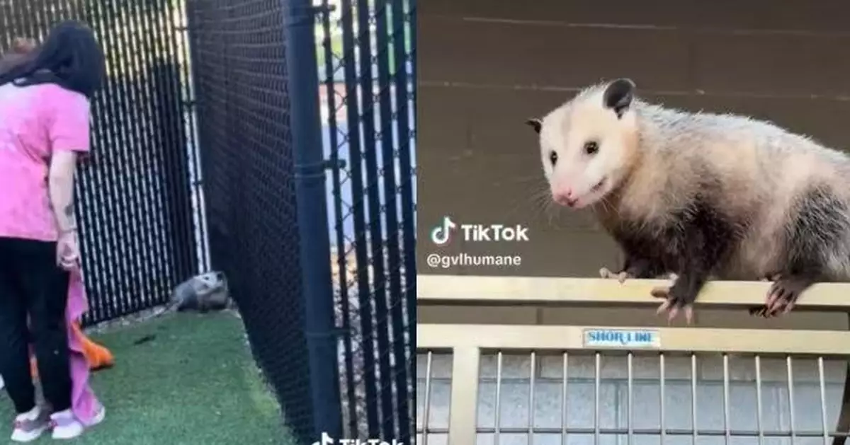 美收容所現肥嘟嘟「流浪犬」高坐狗籠上 職員細看揭真身竟係「牠」