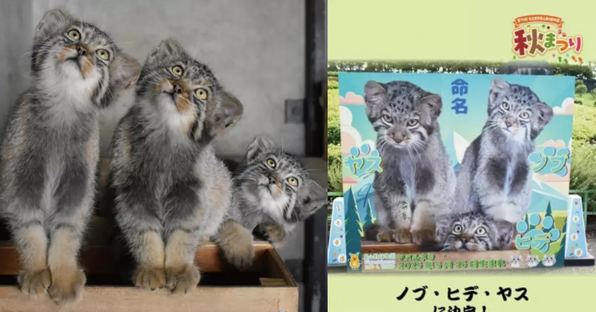 戰國武將轉生？日動物園兔猻3胞胎改名「信長、秀吉、家康」掀熱議