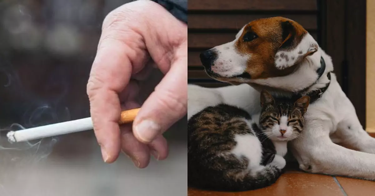 【控煙小知識】吸煙危害毛孩！專家警告：貓狗長期暴露二手煙環境罹癌風險倍增2至4倍