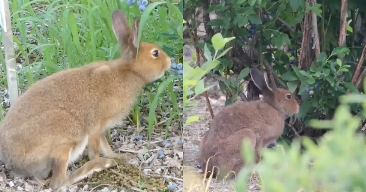 野兔闖入北海道藍莓園啃食竟成「打工仔」 農主不驅趕反讚：天然幫手！