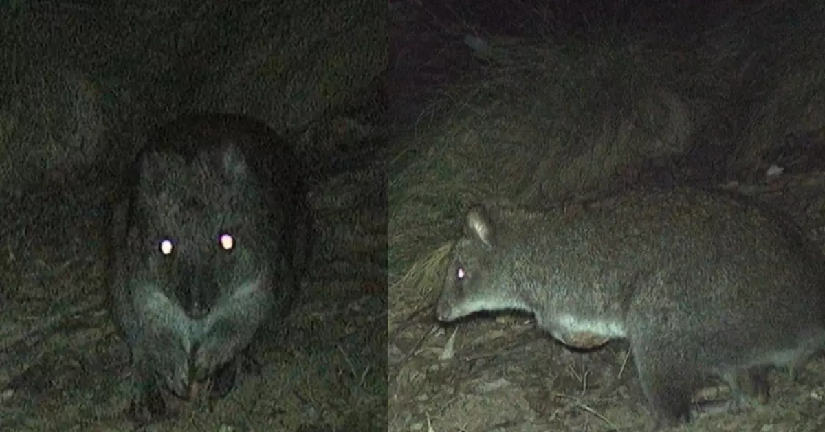 近30年未曾現蹤！極瀕危「長腳袋鼠」罕見現身澳洲國家公園