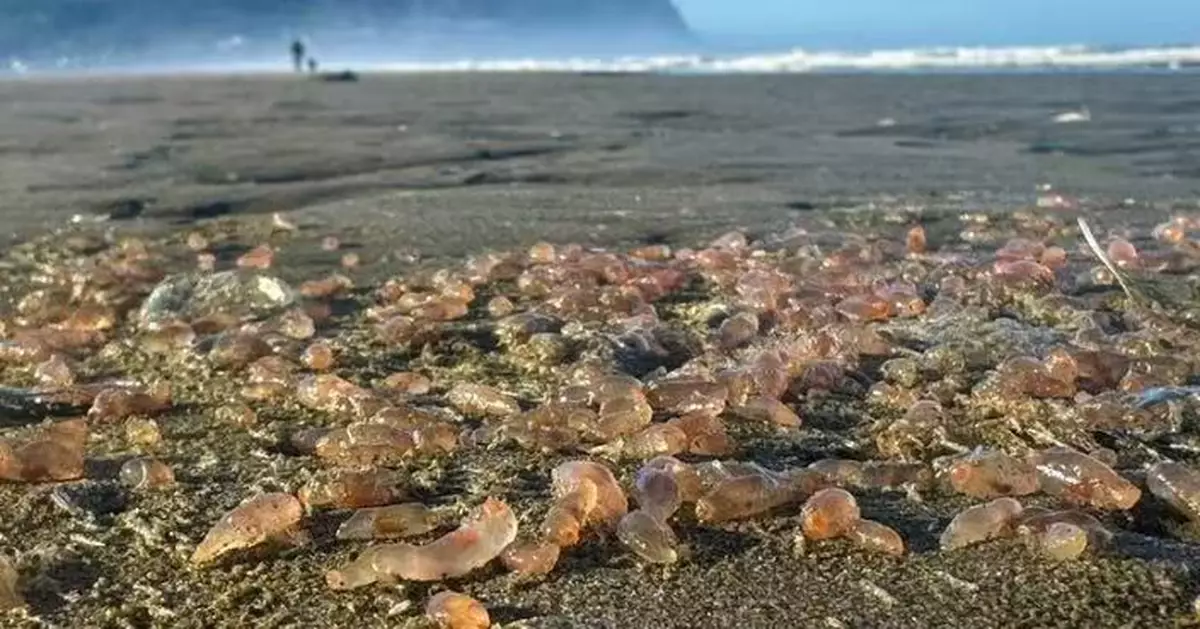 美海灘現「粉紅海參潮」 數千隻半透明膠狀生物覆蓋逾3公里海岸線超壯觀